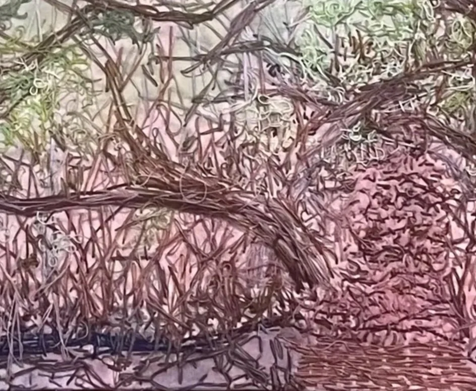 Galapagos%2BMangroves.jpg