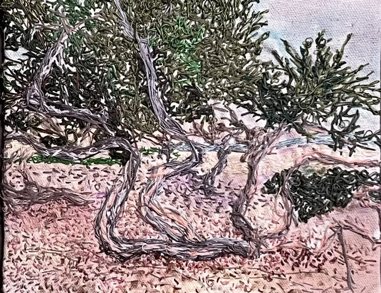 TreesatLaJollaBayCropped.webp