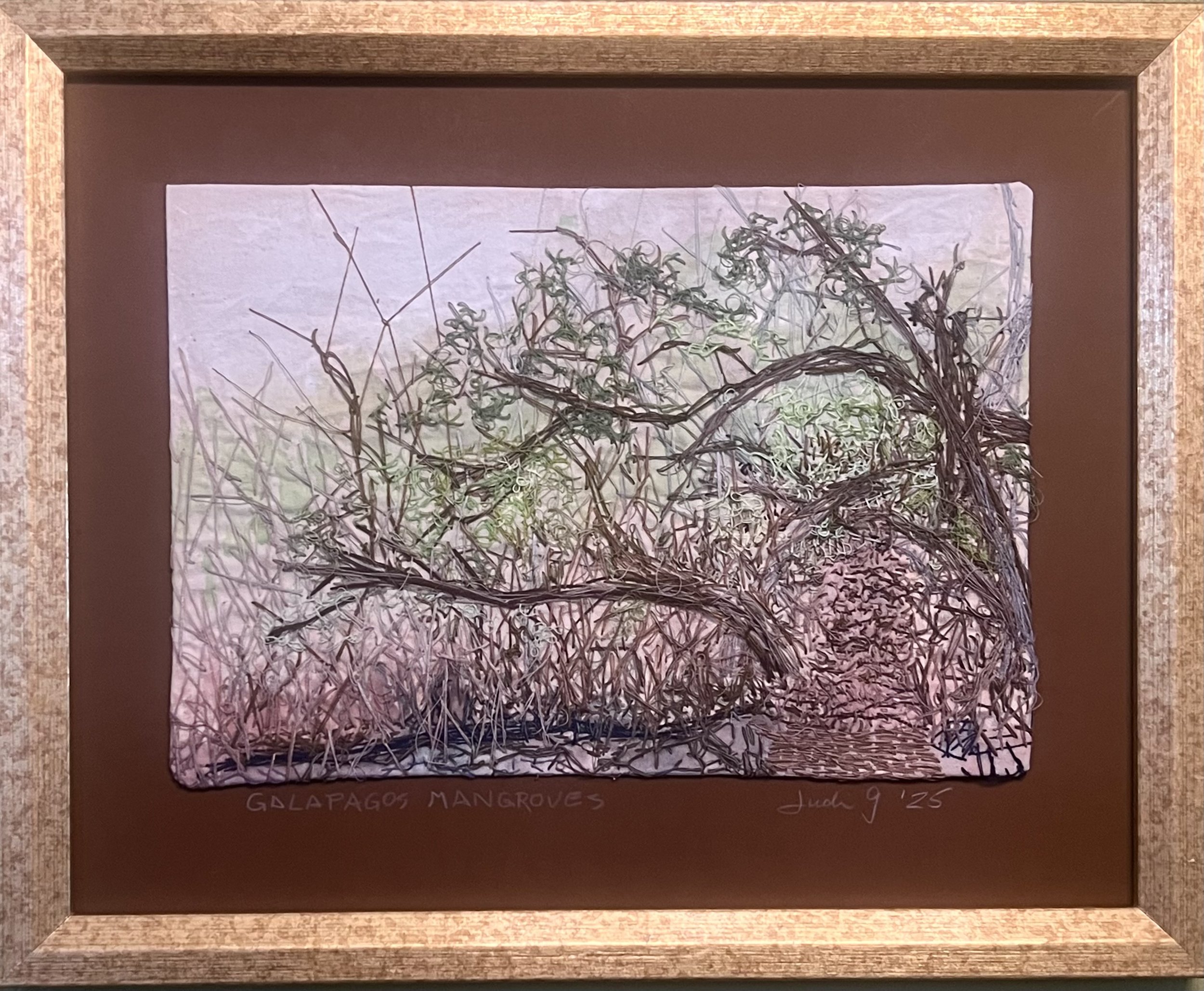 Galapagos Mangroves.jpeg