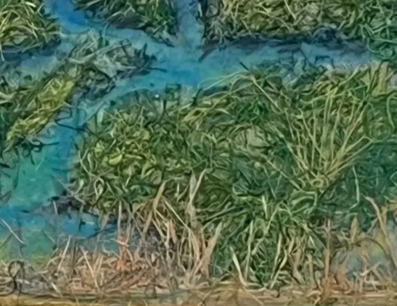 Wetlands.jpg