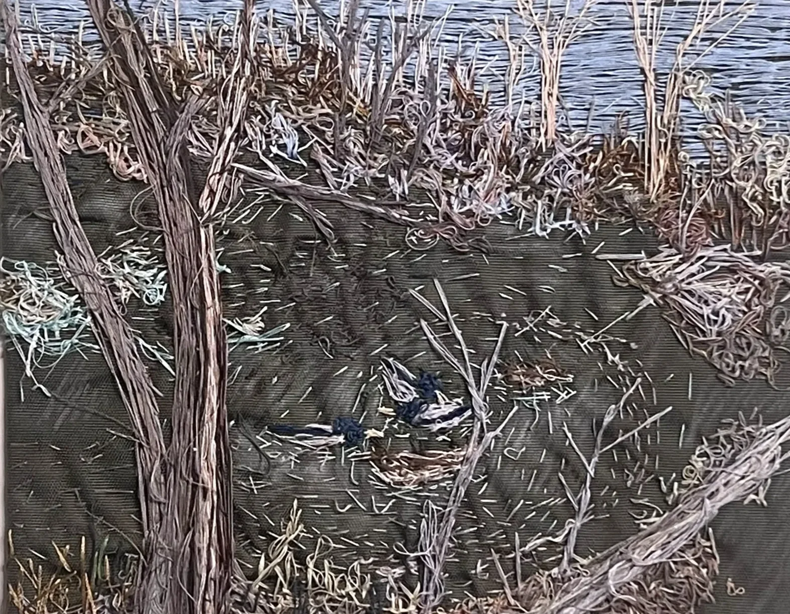 MallardsinPondCropped.webp