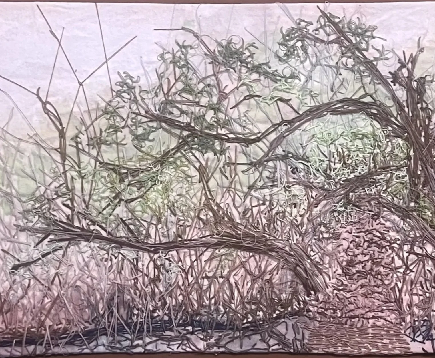 Galapagos%2BMangroves.jpg