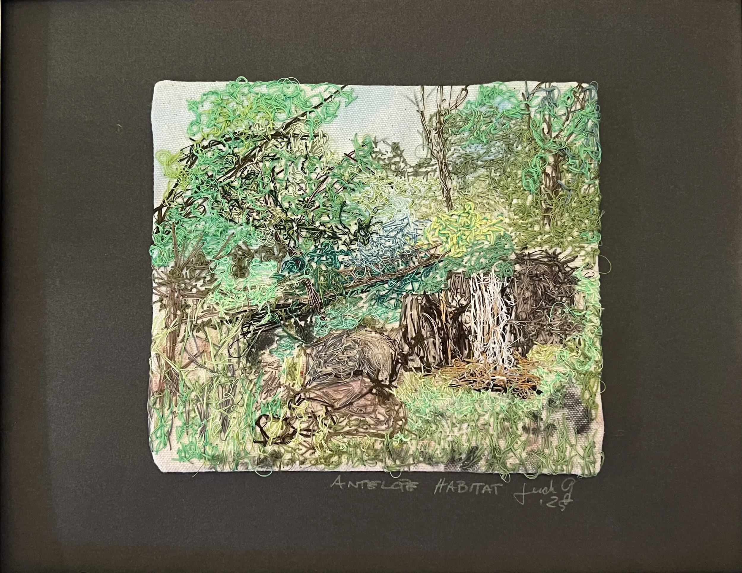 Antelope Habitat