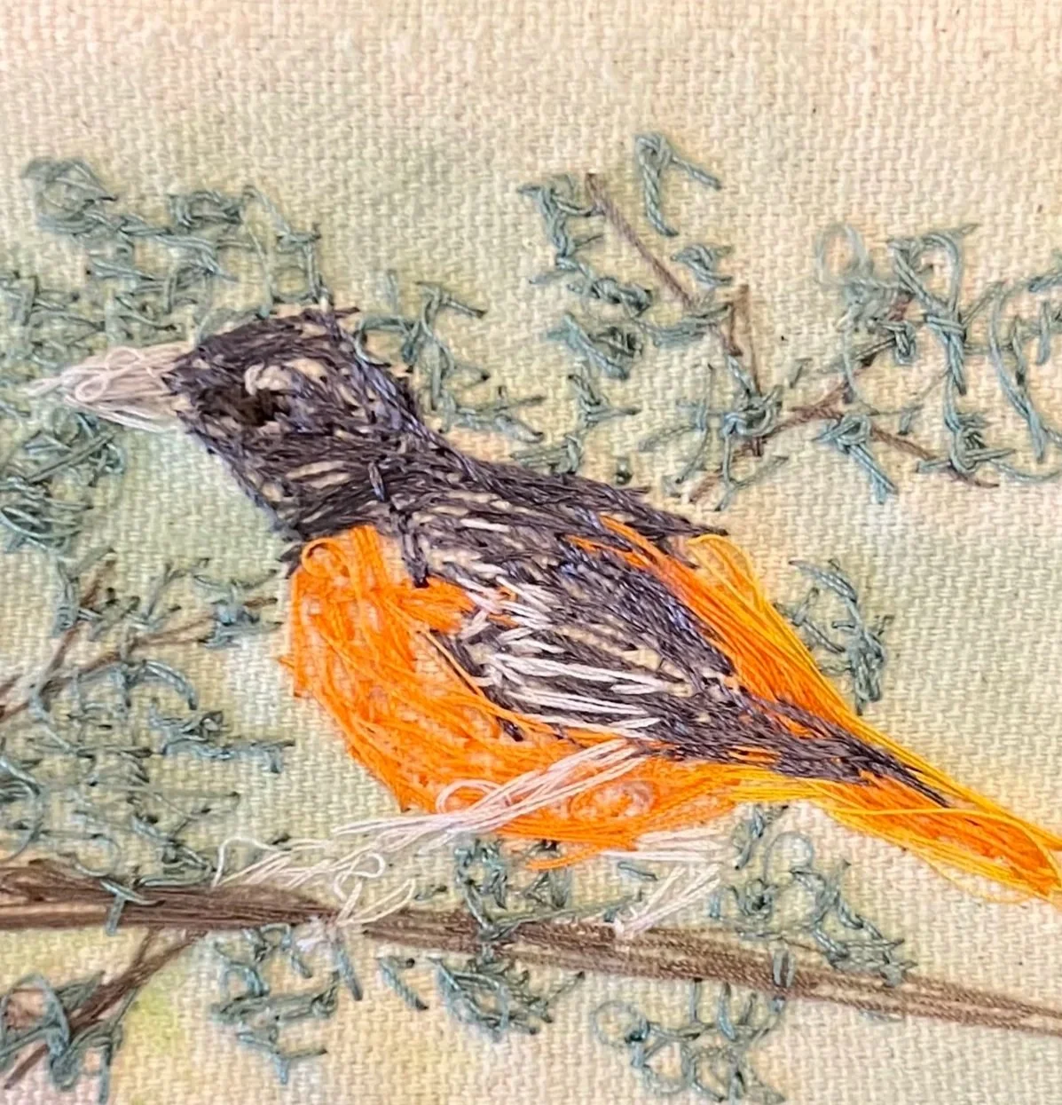 PT+Oriole.jpg