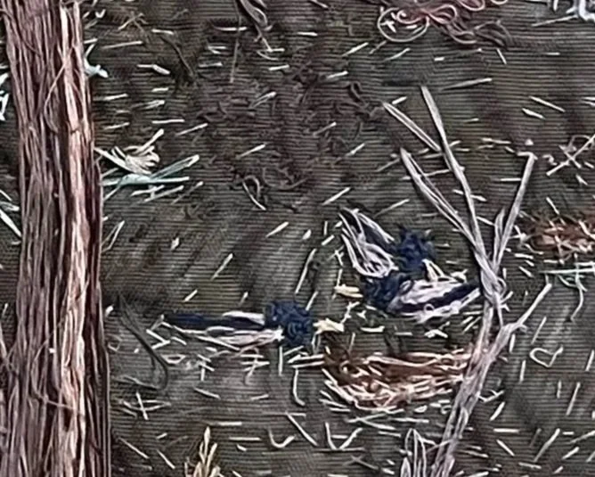 Mallards+in+Pond.jpg