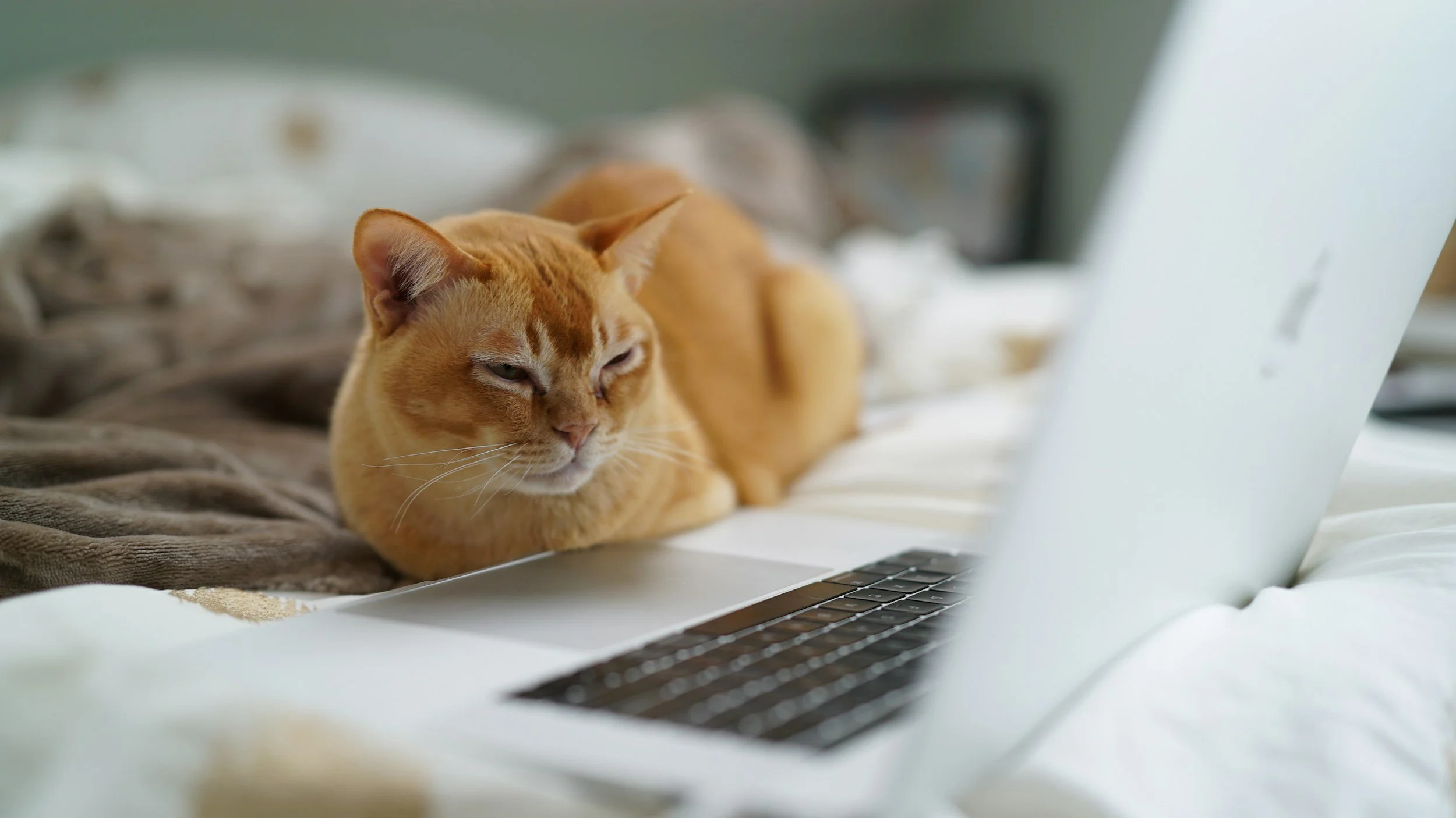 An orange tabby cat lying on a bed next to a laptop.