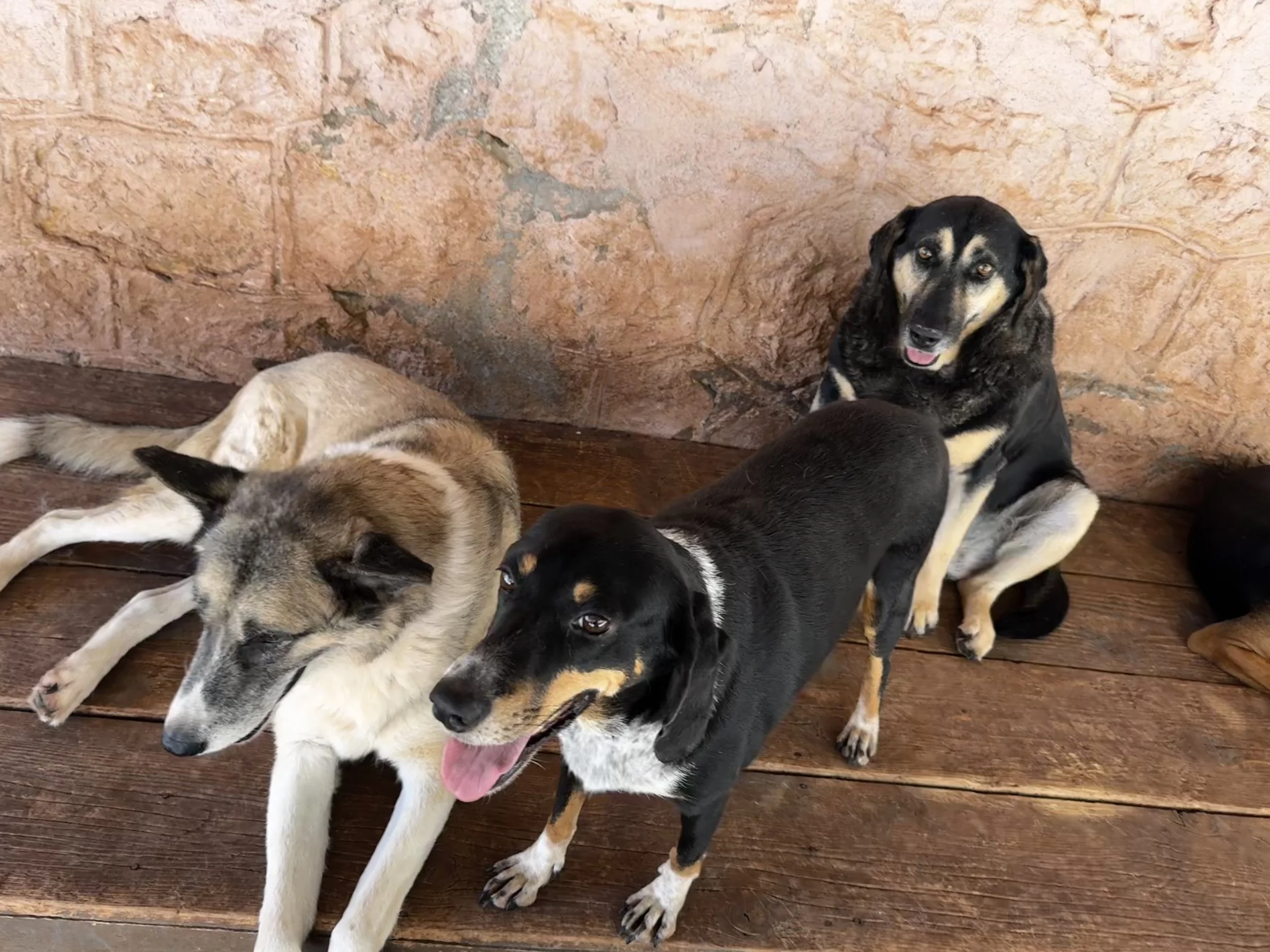 Several dogs, primarily black and tan, lying and sitting on wooden floor against a stone wall. One dog is sitting and looking at the camera with its tongue out.