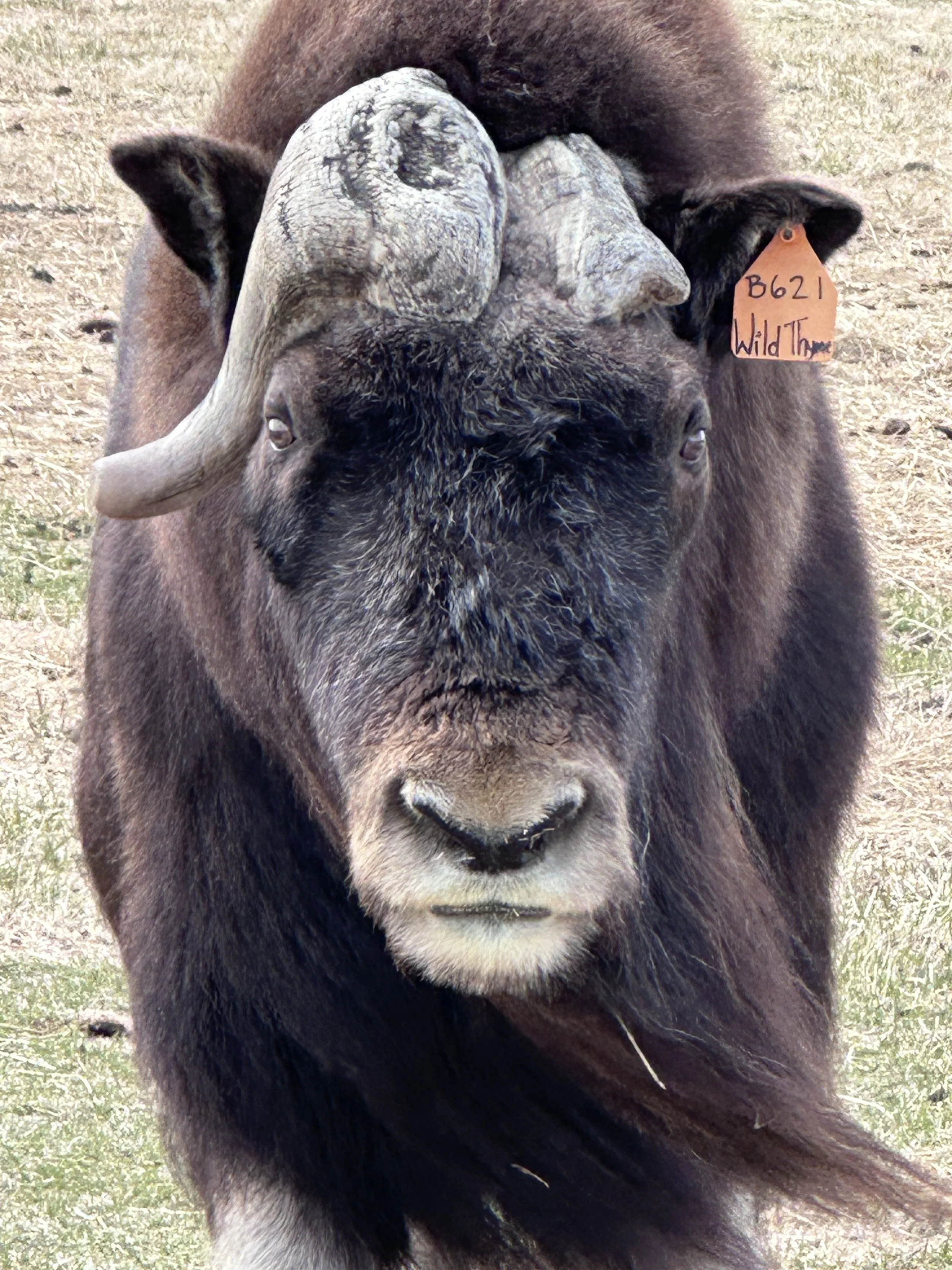 alaska musk ox close up.JPG