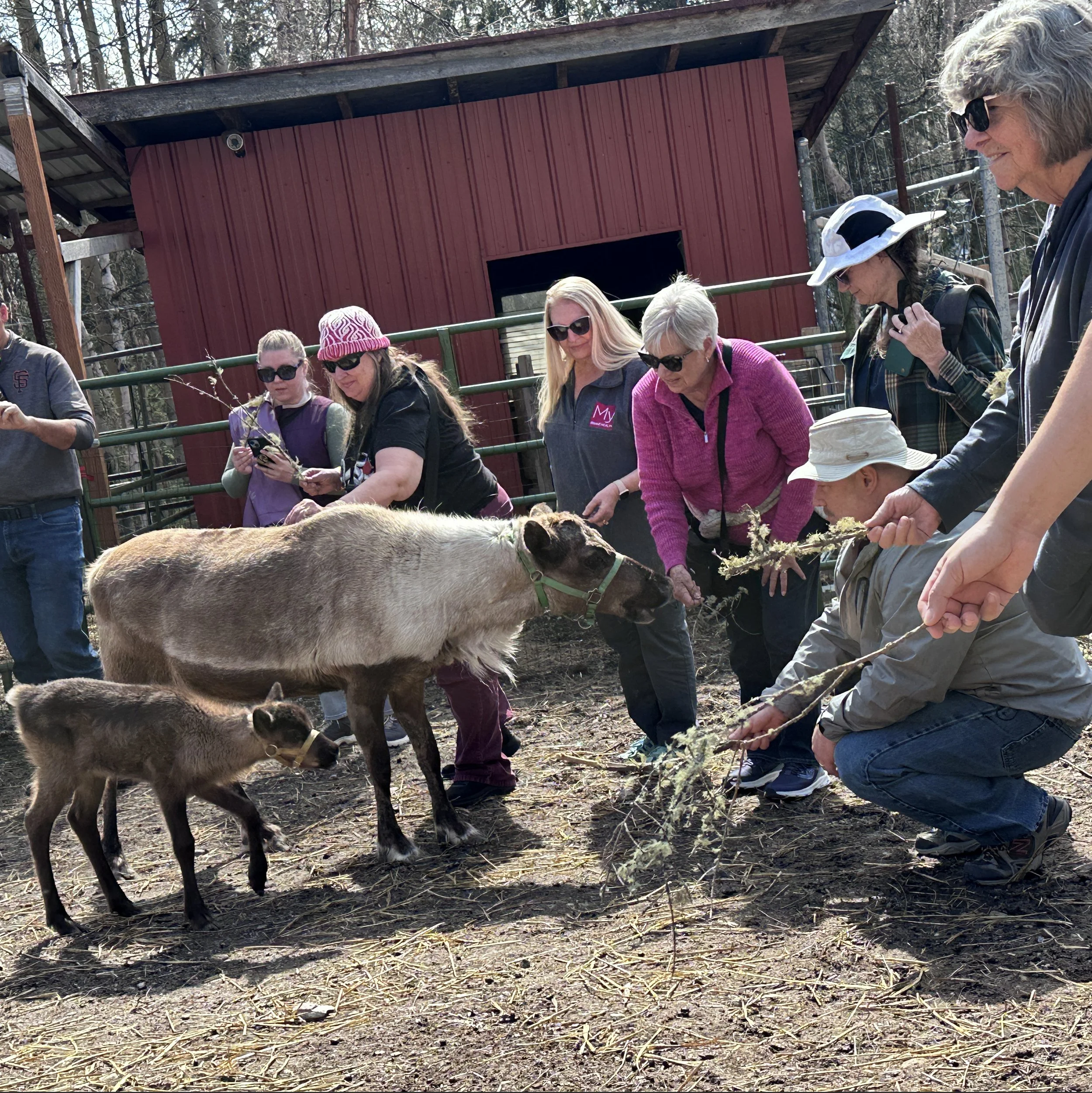 Feeding momma & baby reindeer.