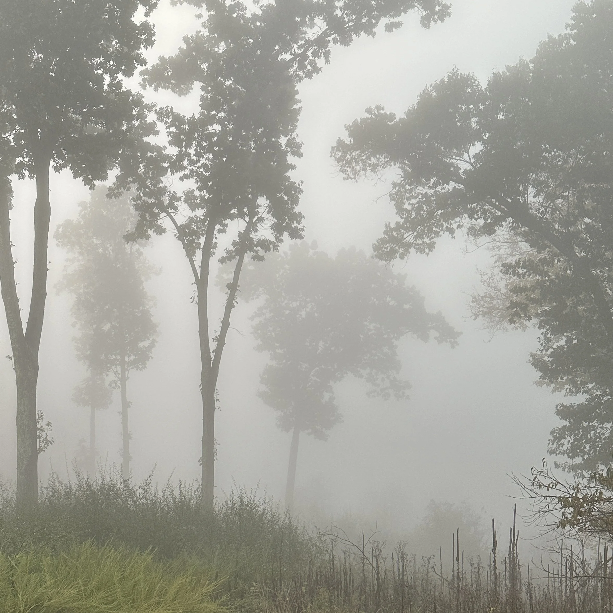 Salt Fork mornings, wrapped in fog.