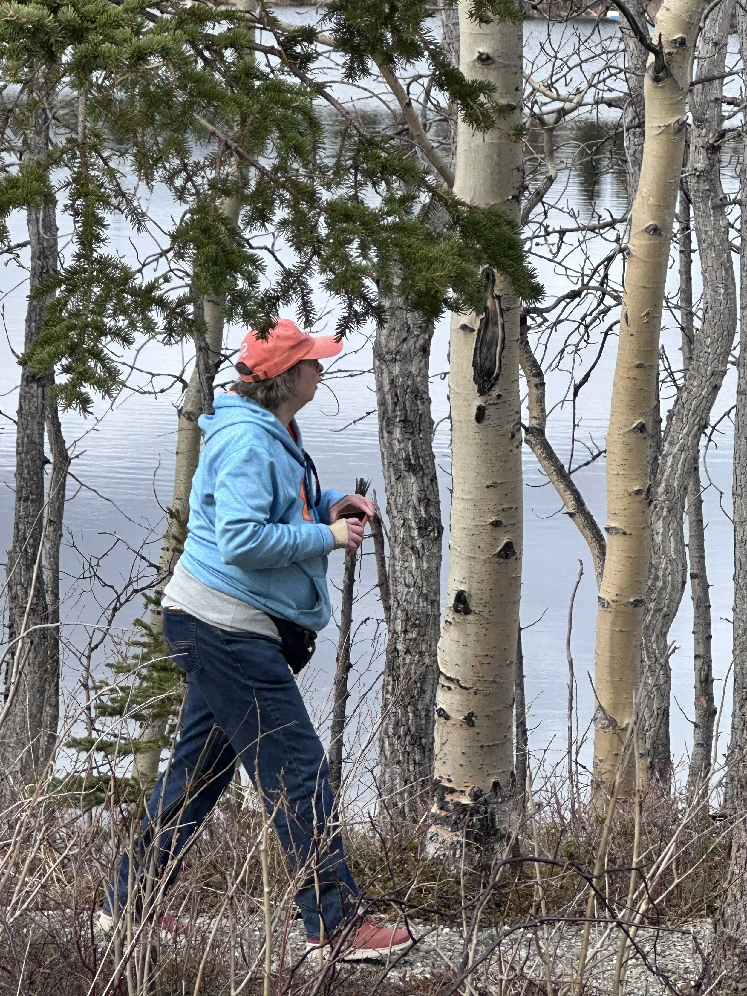 A quiet hike among the birch trees.