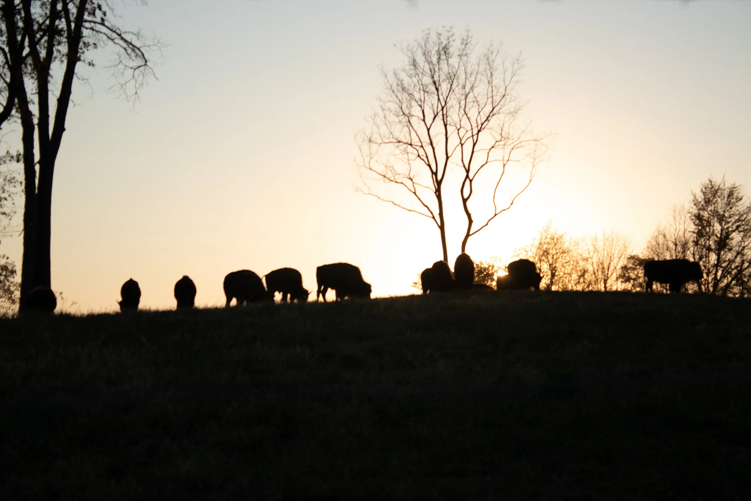 Farm Landscape