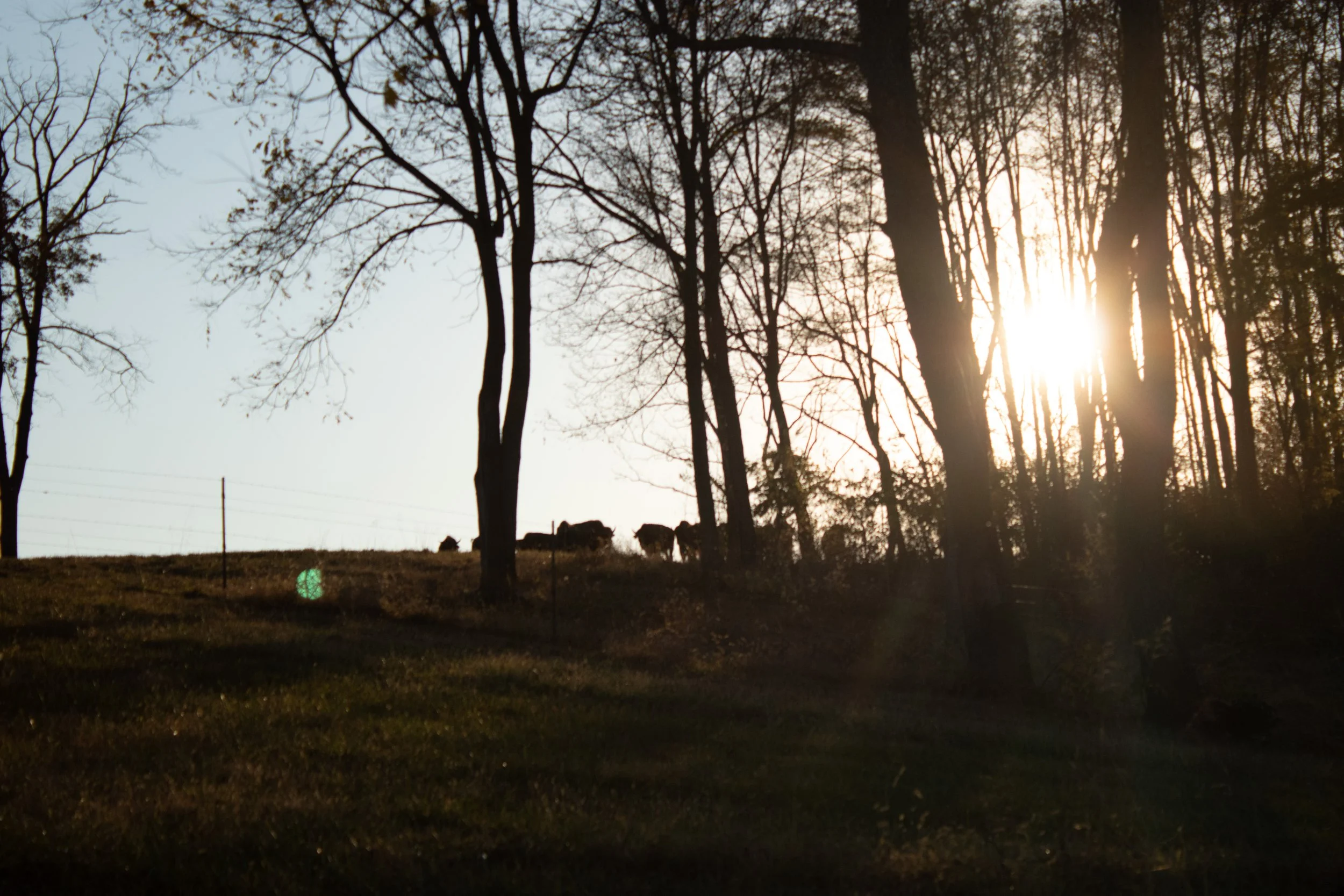 Farm Landscape