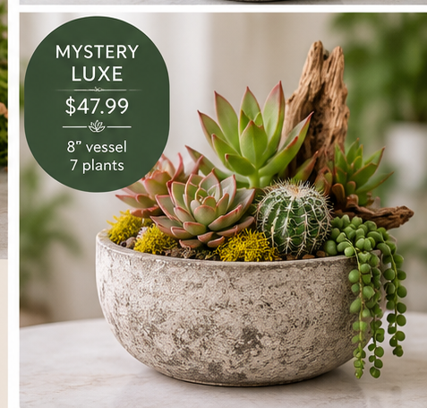 Blissful_Mystery_Plant_Bar_Kit_Luxe.png