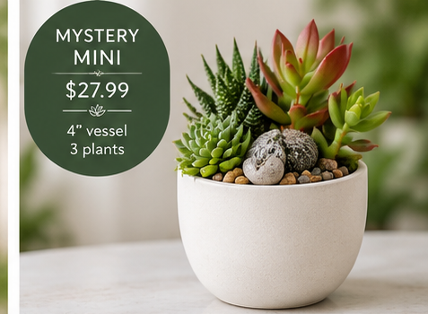 Blissful_Mystery_Plant_Bar_Kit_Mini.png