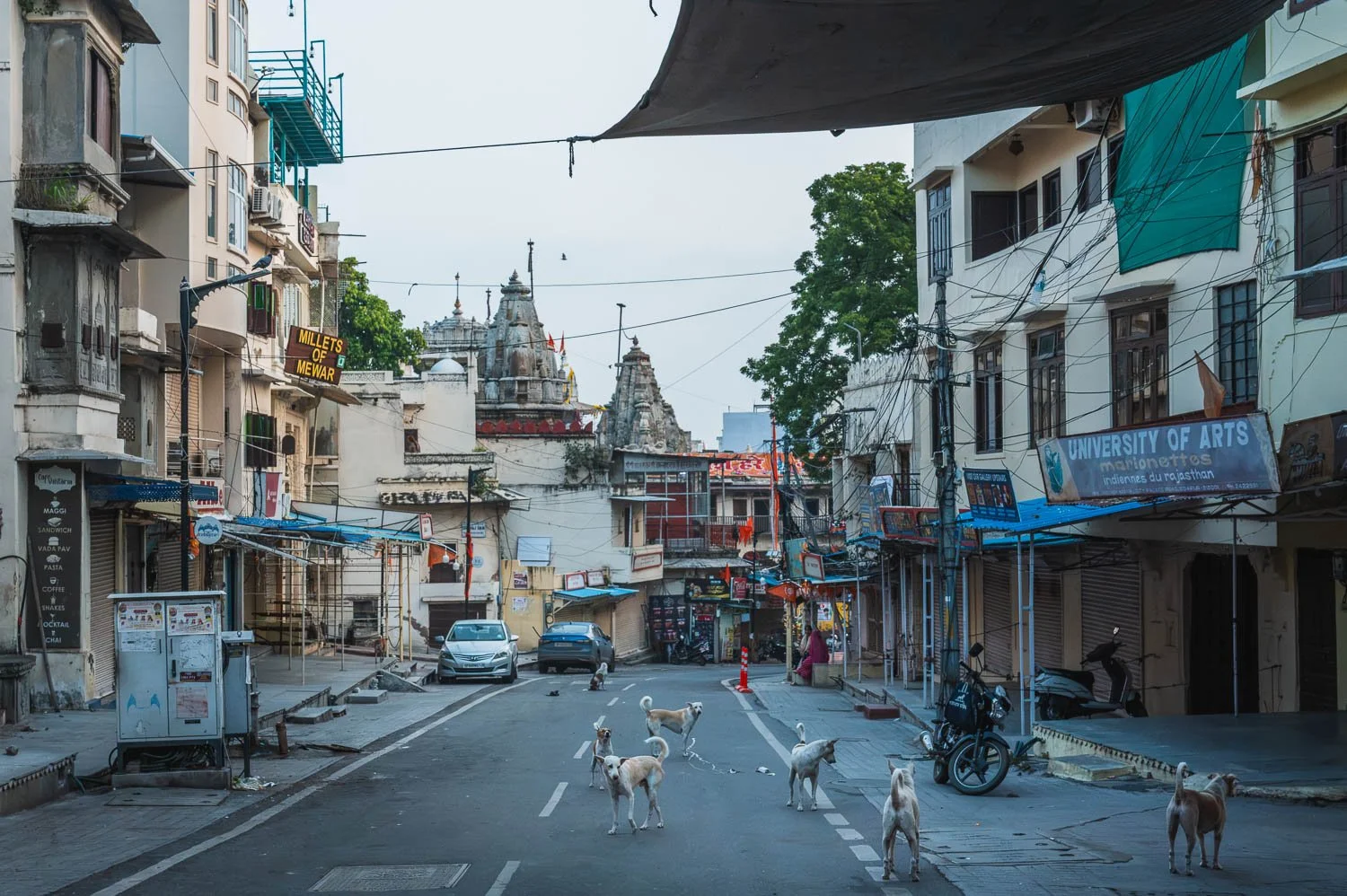 Dogs wander an empty Udaipur street in the morning