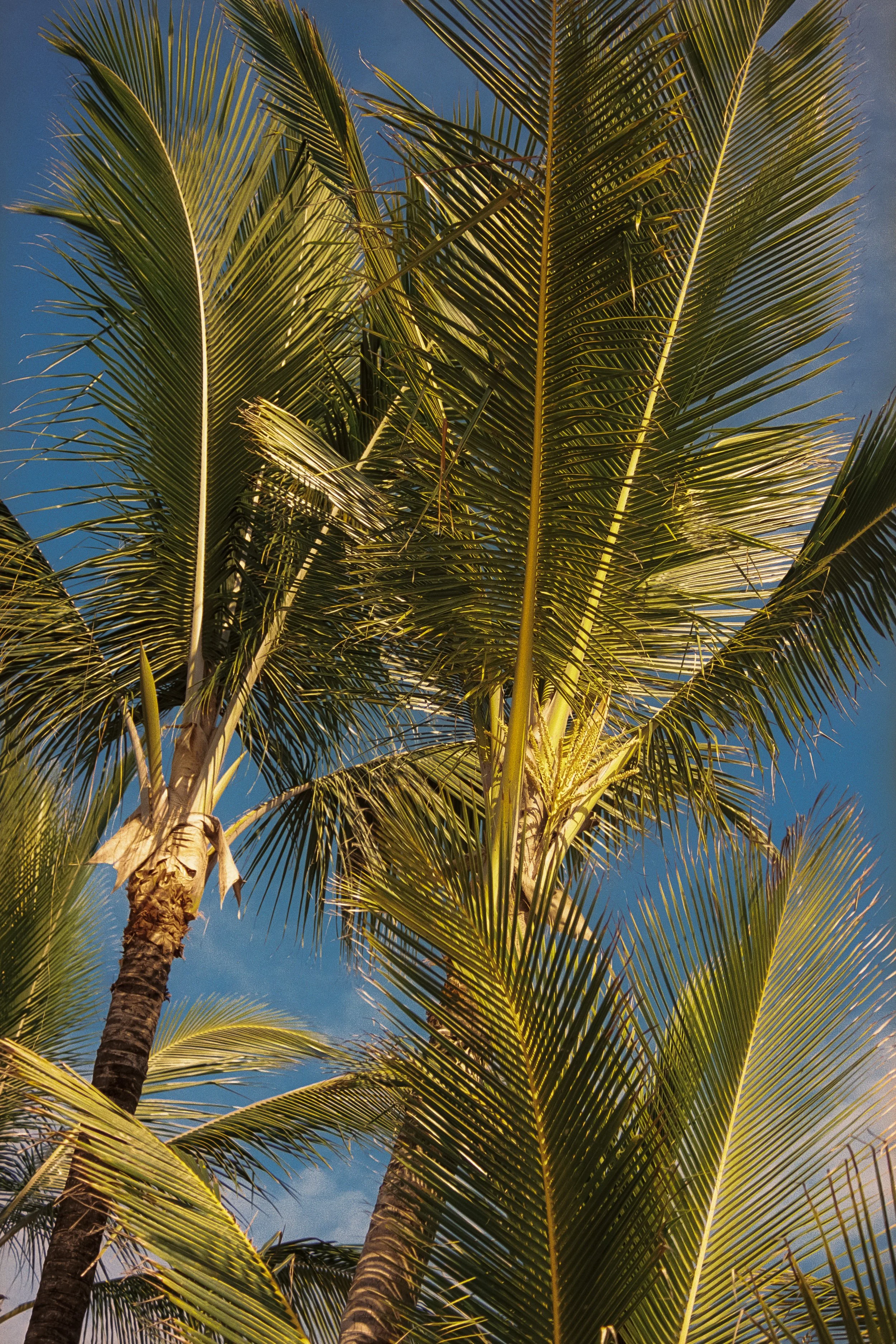 niya-swim-trancoso-bahia-brazil-eduarda-goa-58.jpg