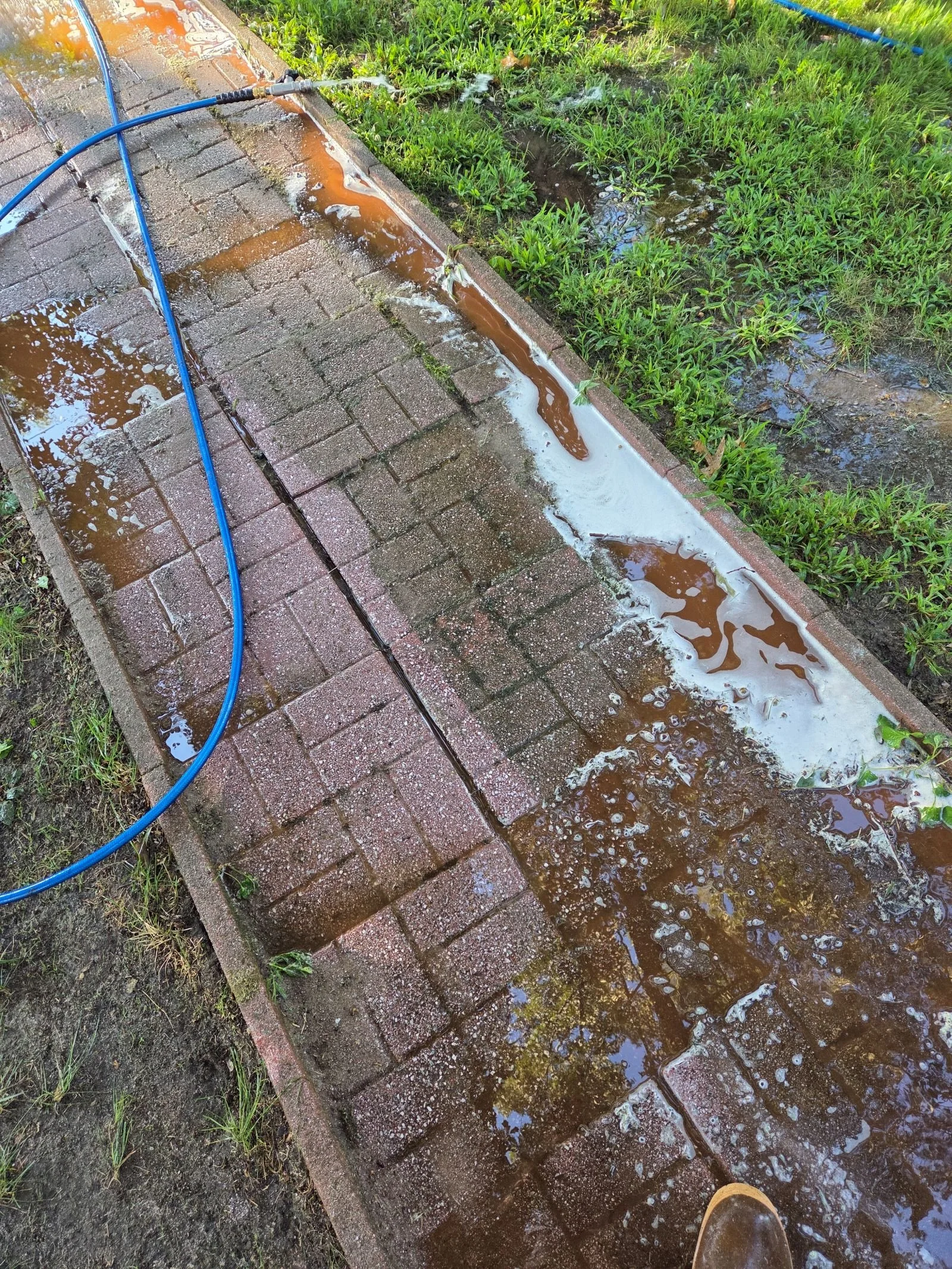 Walkway during cleaning showing solution dwell reaction lifting moss from paver joints
