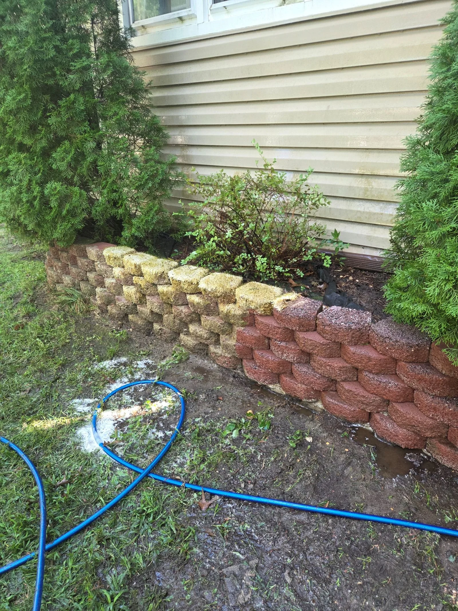 Retaining wall during cleaning showing solution dwell reaction with half the wall cleaned and remaining moss lifting