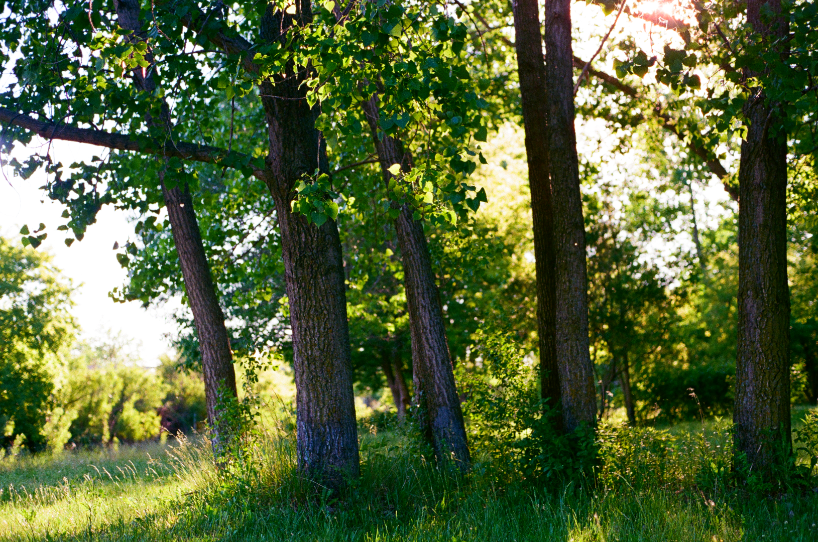 meeting of the ents