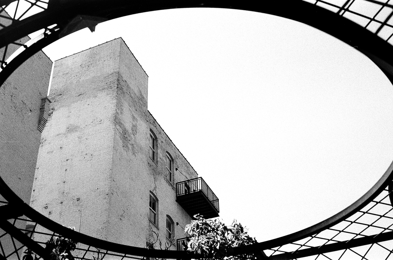 oculus