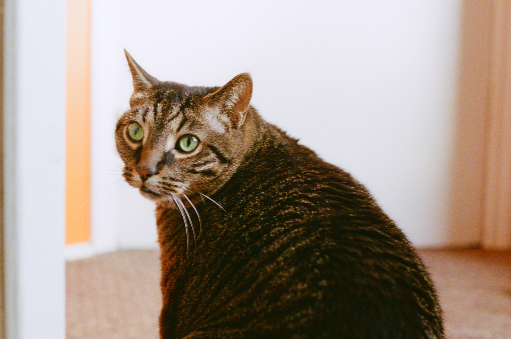 tangerine tabby