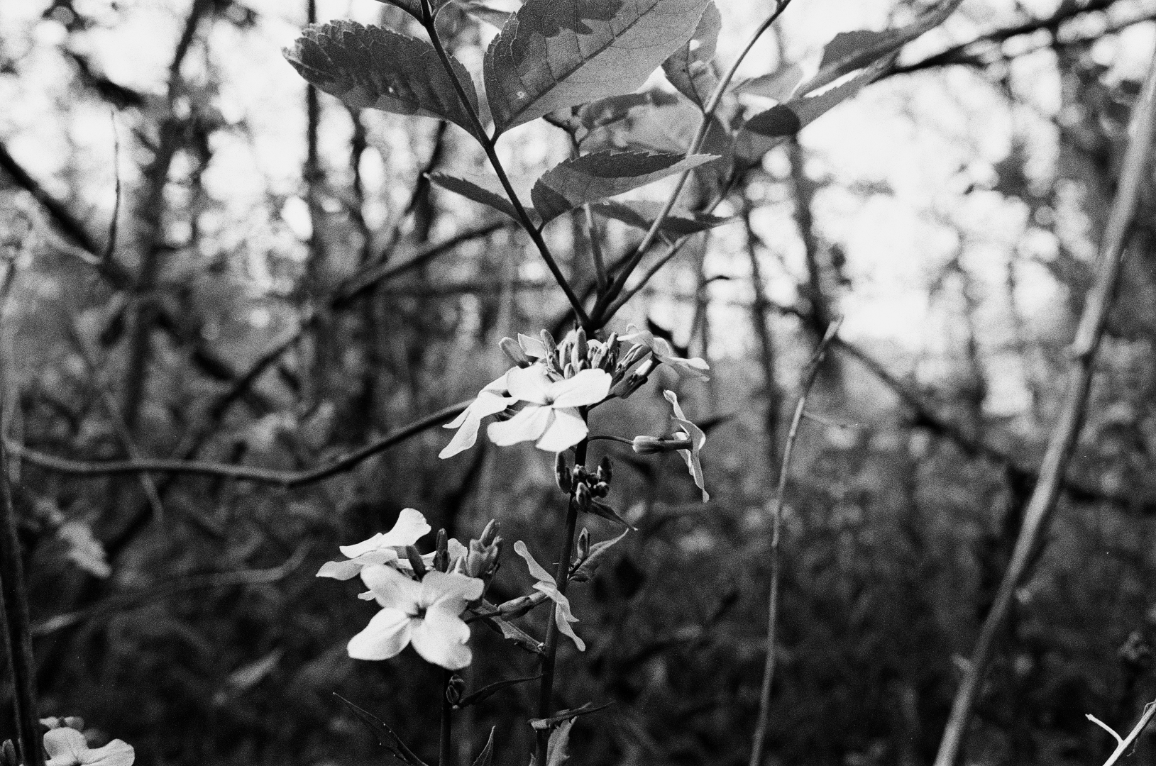 flowers in the brush