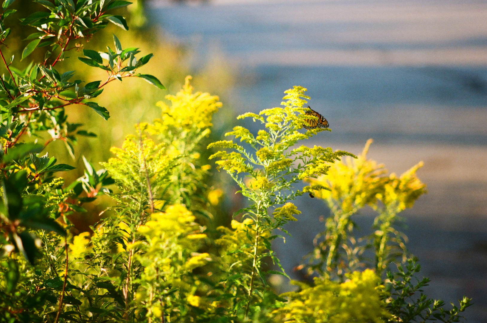 rest atop the foliage