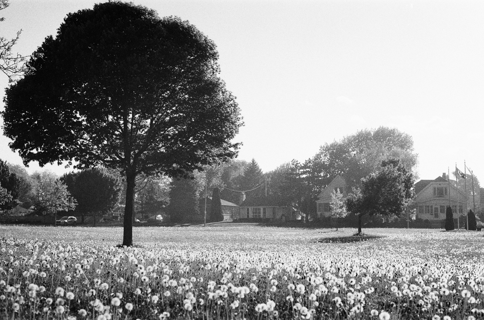faery field