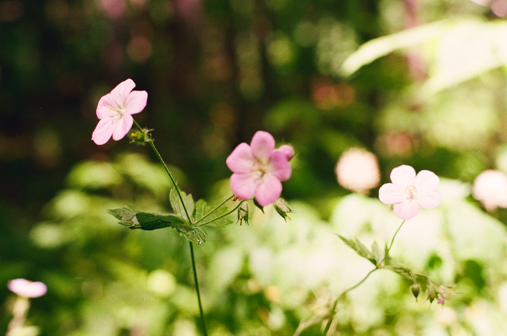 camera-shy climber