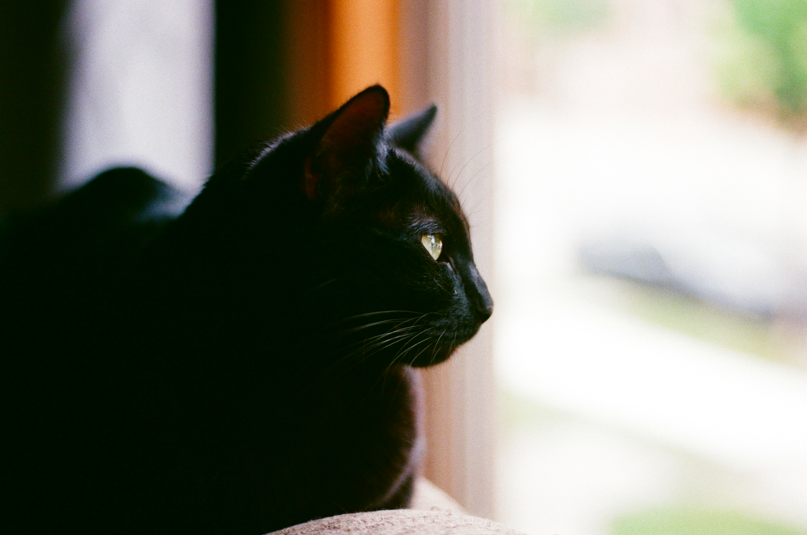 panther