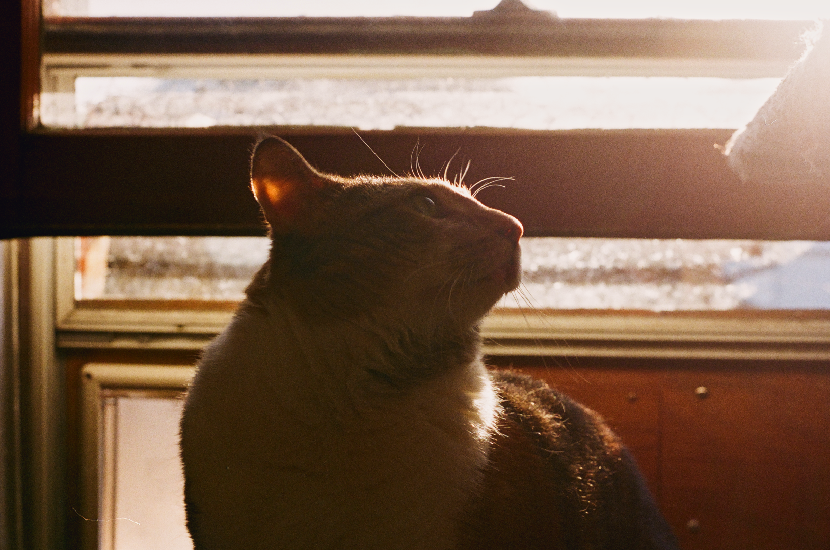 vogue calico