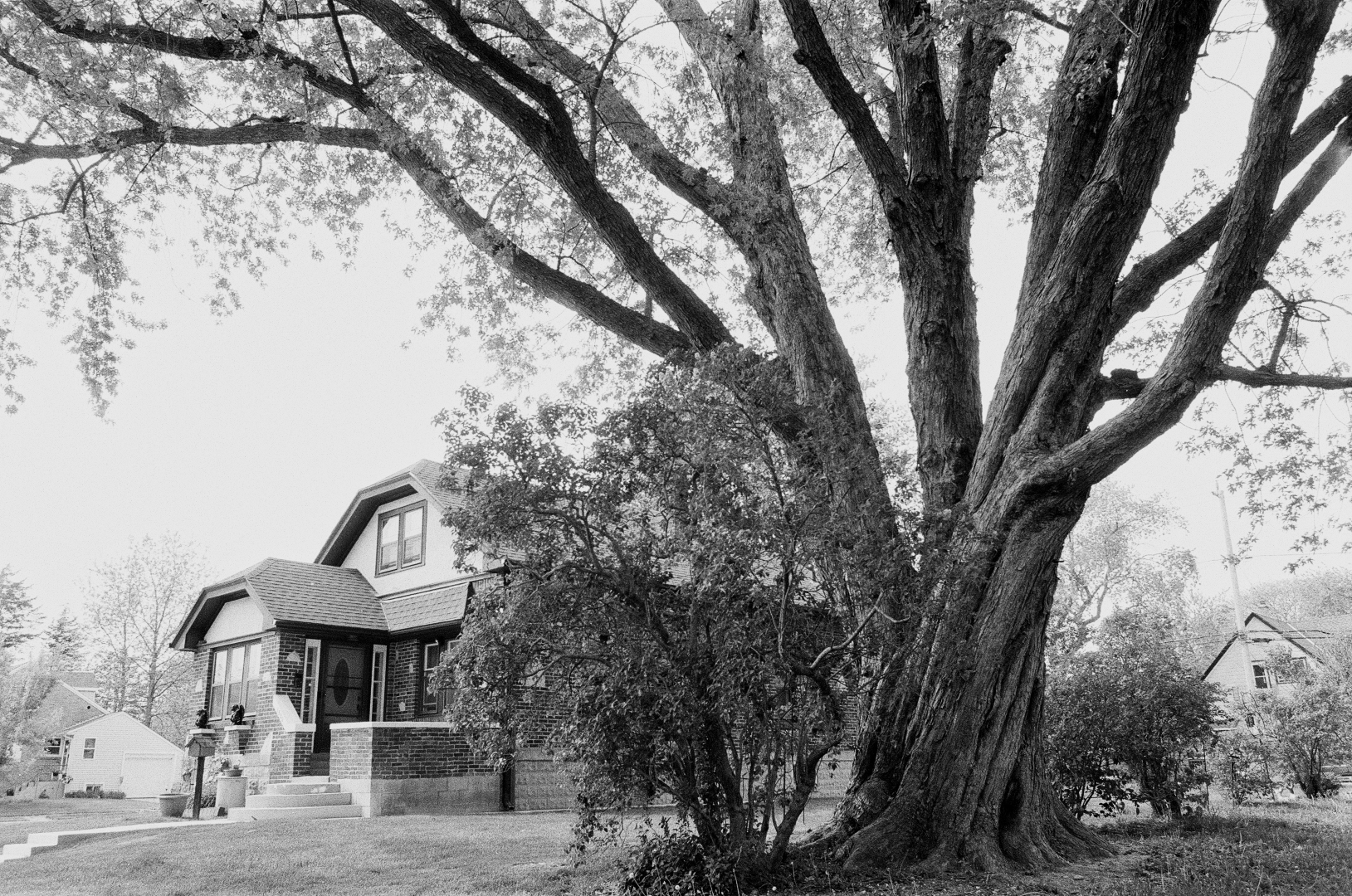 the party tree