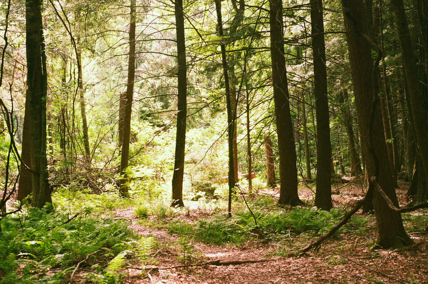 fangorn forest