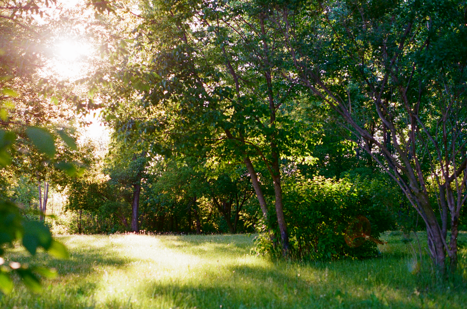 elysium