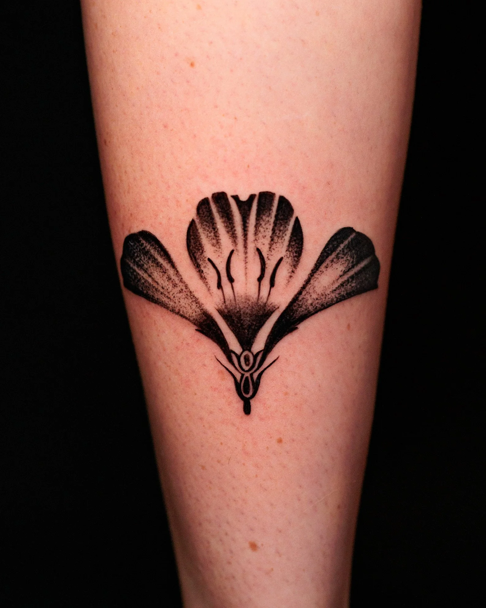 Black line drawing of a butterfly tattoo on someone's skin with detailed wings.