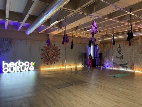 A yoga studio with aerial hammocks hanging from the ceiling, illuminated with purple lighting, displaying a mural of a Buddha figure and the logo 'Herbal Culture' on the wall.