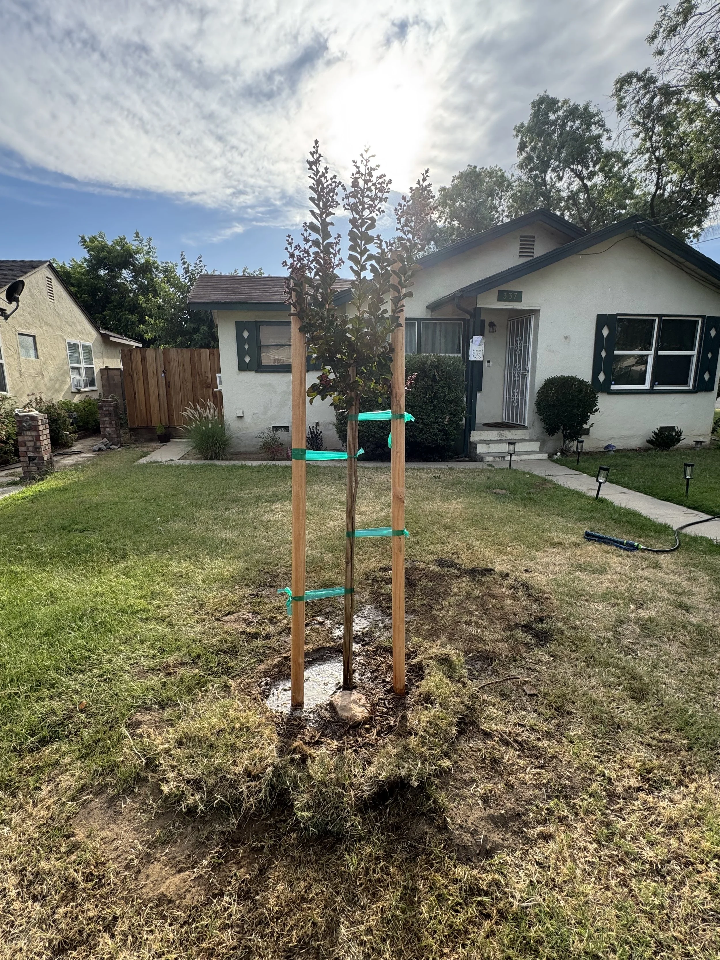 Tree Planting and Care