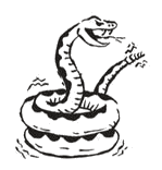 western_36_coiled-rattlesnake.png