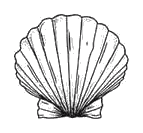 popculture_32_seashell.png