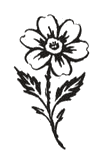 western_12_daisy.png