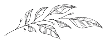 popculture_30_leaf-sprig-2.png