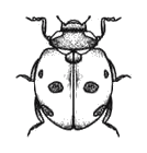 popculture_09_ladybug.png