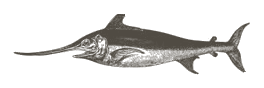 engraving_42_swordfish.png