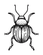 popculture_49_beetle.png