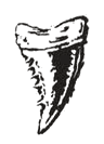 western_37_shark-tooth.png