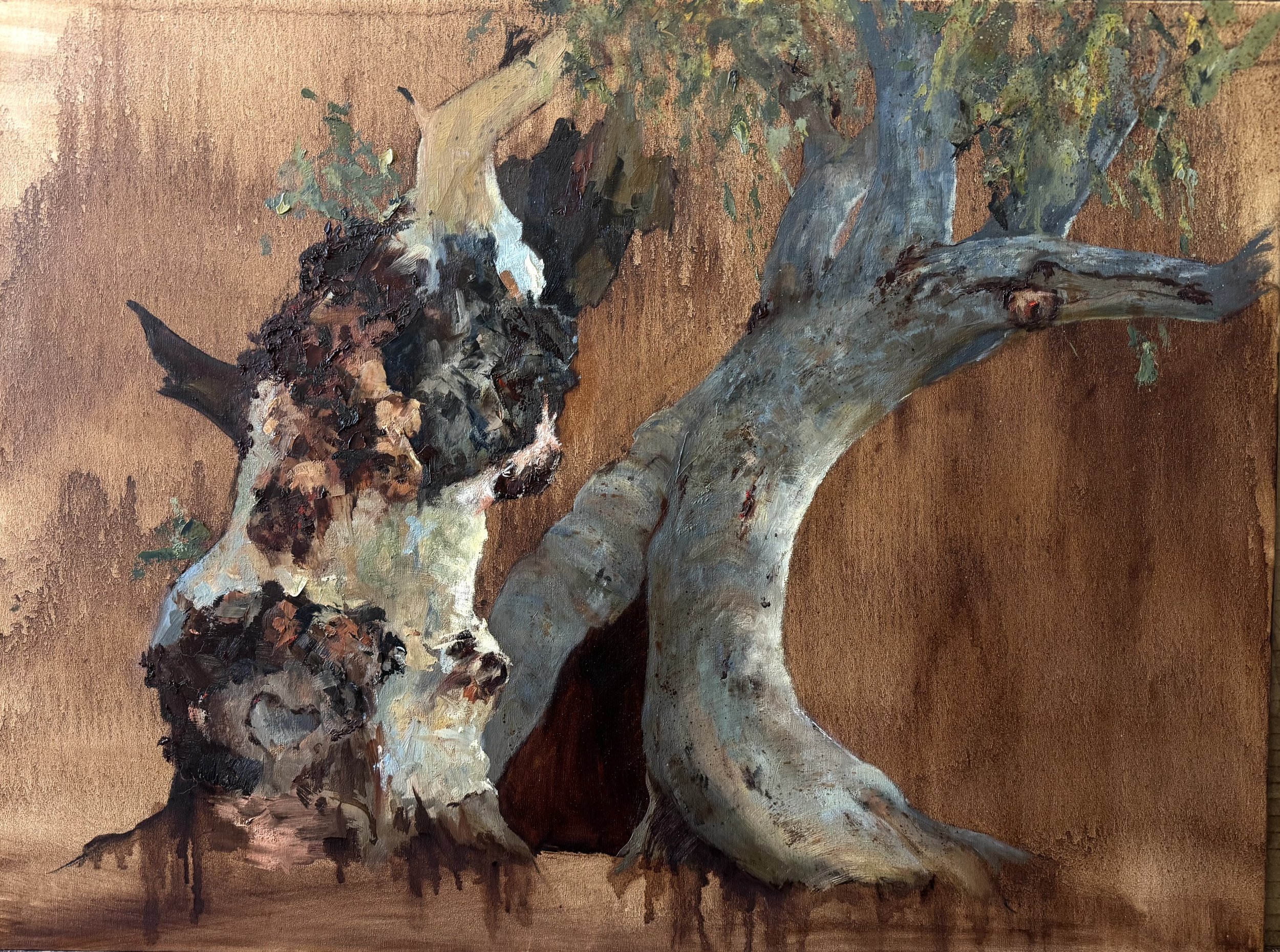 Portraits of Gums
