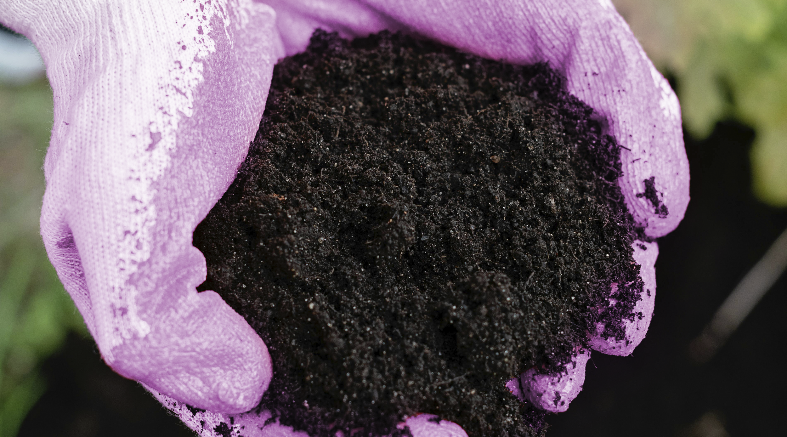 Hände mit rosa Gartenhandschuhen halten Erde
