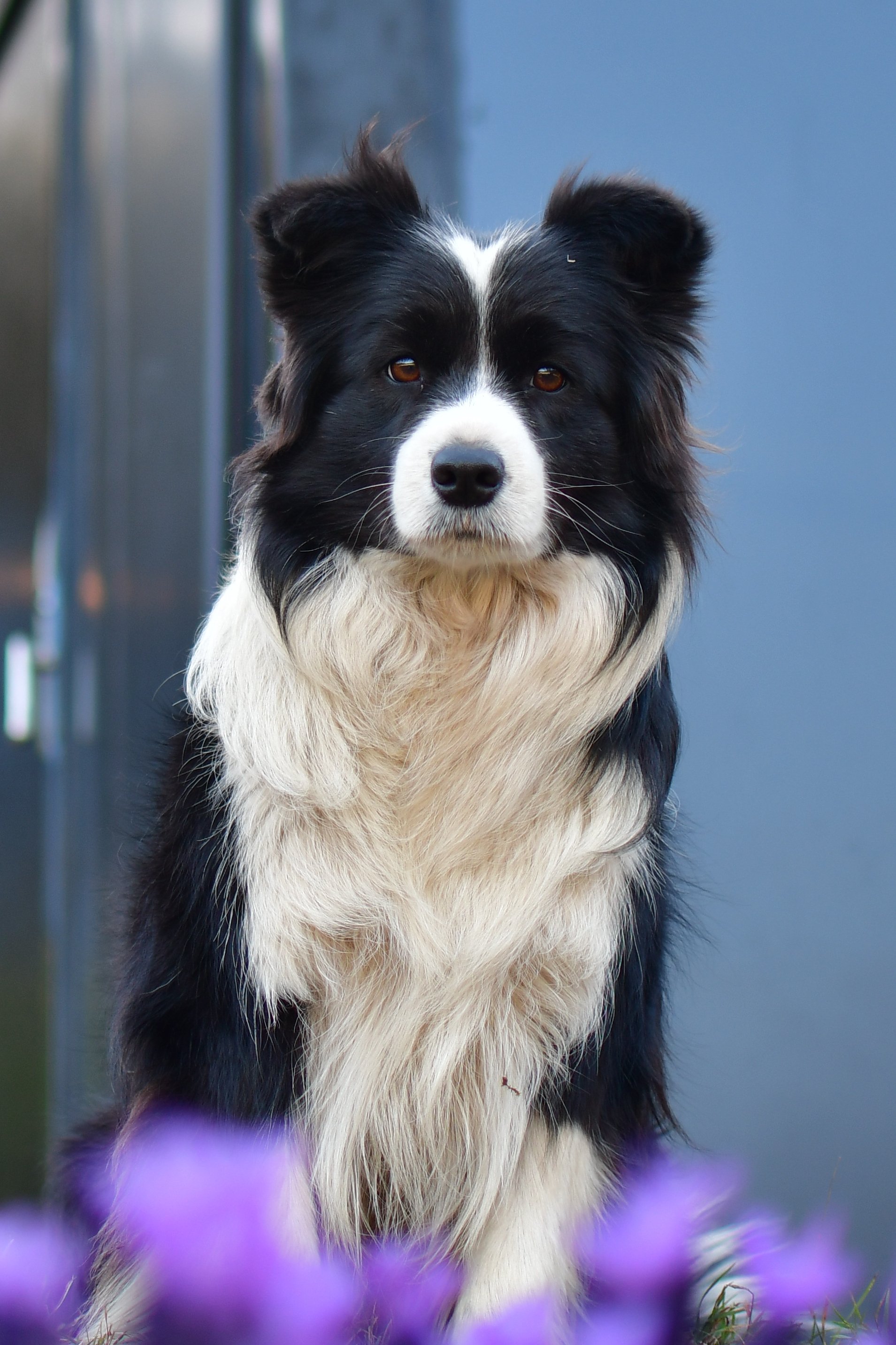 Chazara Sentimental Sammie, black and white Border Collie