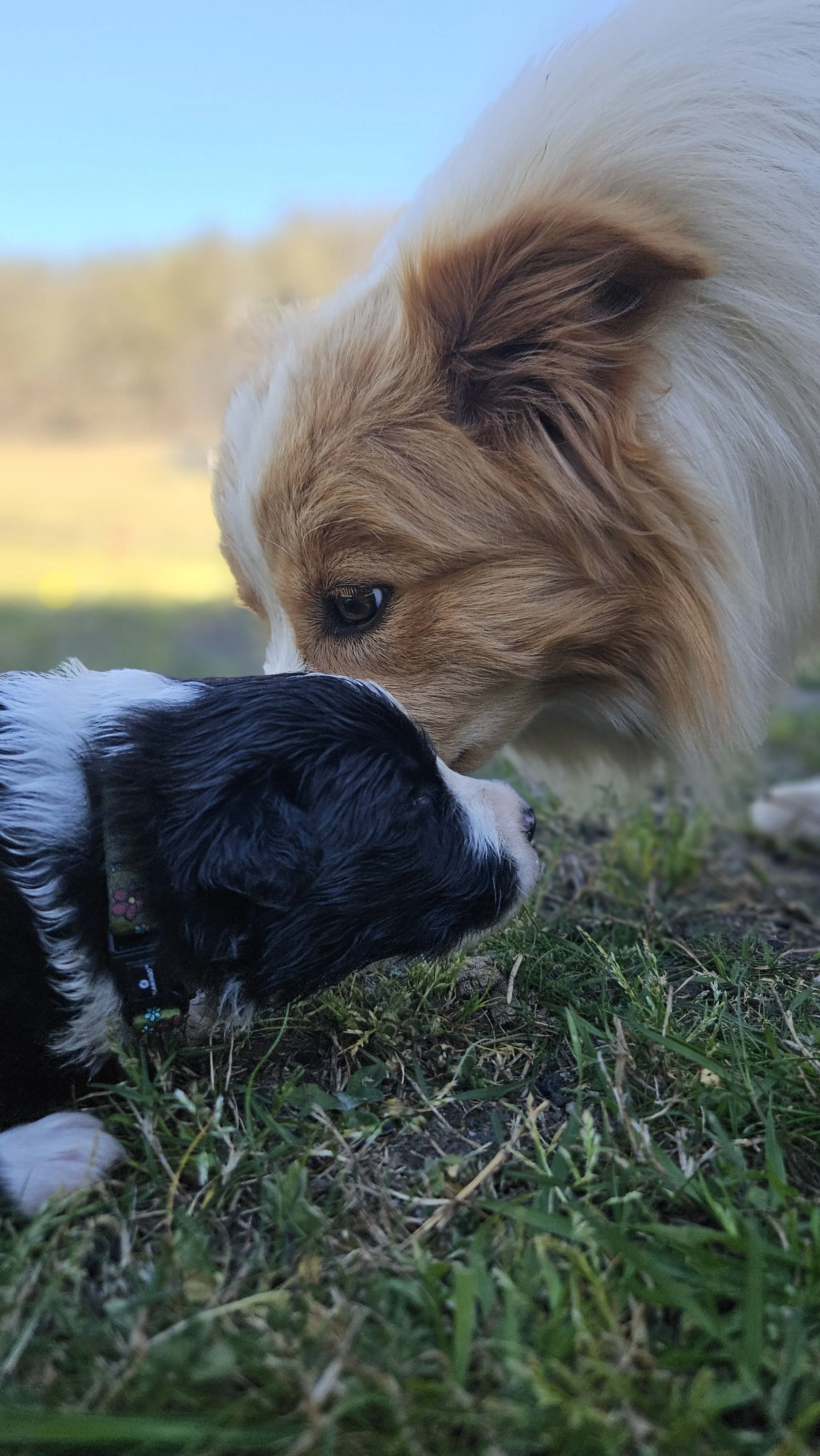 Lapochka Stormfly and a two-week old puppy